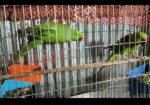 রিংনেক টিয়া পাখি
