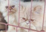 Persian adult female cat