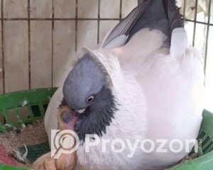 fitted-21_2025-11-04_18-20-29