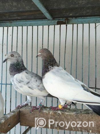 কবুতর