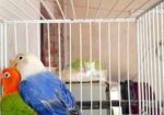Love Bird
