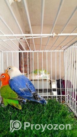 Love Bird