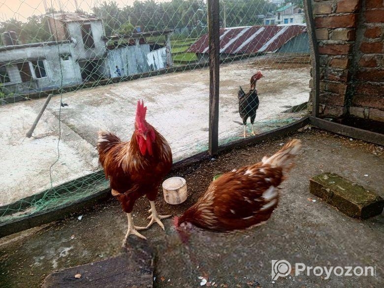 মুরগি