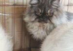 Persian adult female cat