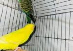 বাজরিগার রানিং জোড়া
