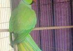 টিয়া পাখি জোড়া( ইন্ডিয়ান রিংনেক)