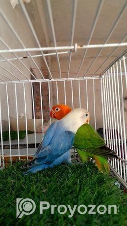 Love Bird