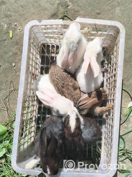 6 পিস খরগোশ বিক্রি করা হয়