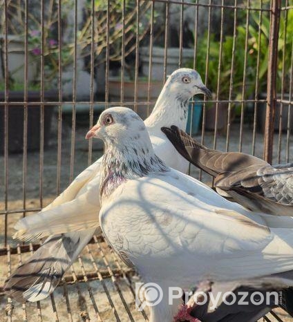 কবুতর