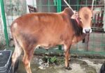 লাল রঙের ভুট্টি গরু।।