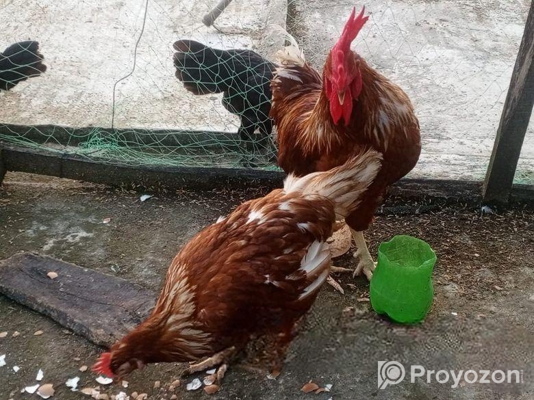 মুরগি