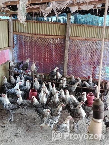 ফাওমি মুরগি বিক্রয় করা হবে