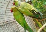 টিয়া পাখি জোড়া( ইন্ডিয়ান রিংনেক)