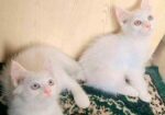 cat male / female mixed High quality