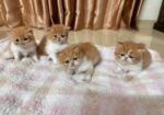 Exotic Blood Persian Kitten