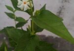 শিউলি গাছ-