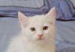 cat male / female mixed High quality