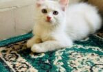 cat male / female mixed High quality