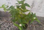 শিউলি গাছ-