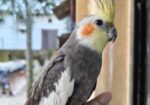 Full Tame Cocktail