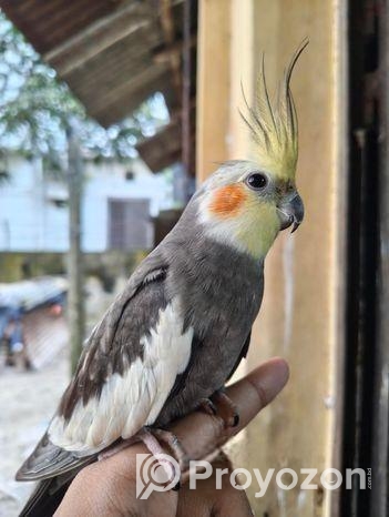Full Tame Cocktail