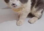 Cat পার্সিয়ান