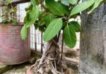 এই দুটি বনসাই বিক্রয় করা হবে.