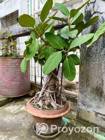 এই দুটি বনসাই বিক্রয় করা হবে.