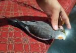 Full Tame Cocktail