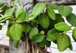 এই দুটি বনসাই বিক্রয় করা হবে.