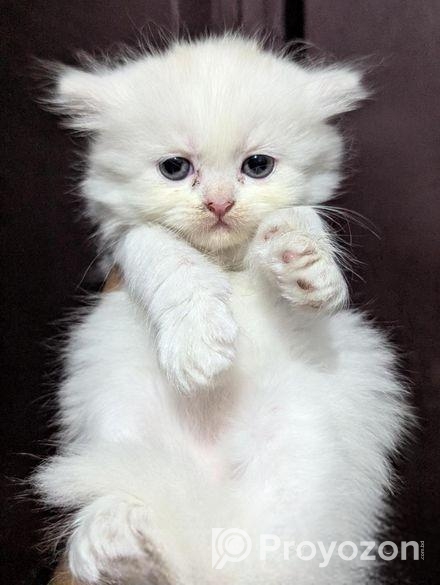 Persian Cat