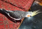 Full Tame Cocktail