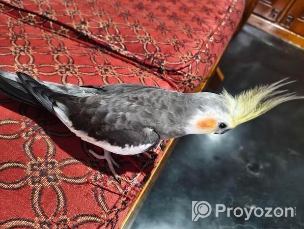 Full Tame Cocktail