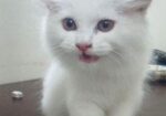 Persian Cat
