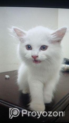 Persian Cat