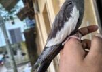 Full Tame Cocktail