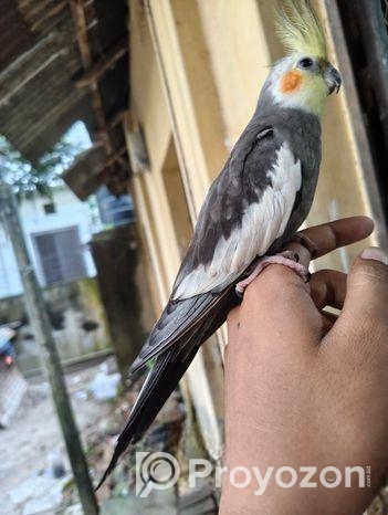 Full Tame Cocktail