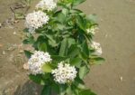 Plant For Sell