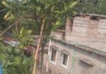মাল্টা গাছ