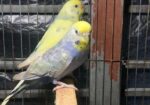 2 Adult Female