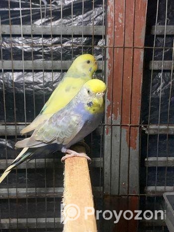 2 Adult Female
