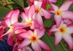 Plant For Sell