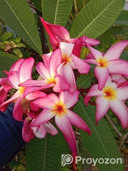 Plant For Sell