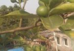 মাল্টা গাছ