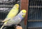 2 Adult Female