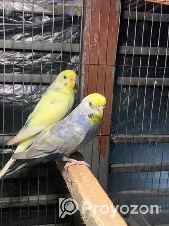 2 Adult Female