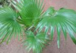 Plant For Sell