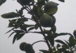 মাল্টা গাছ