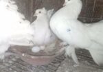 রানিং জোড়া ময়ু্রী