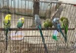 ক্লাসিক বাজ্রিগার রানিং
